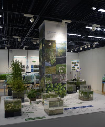 生植物で見せる系統樹