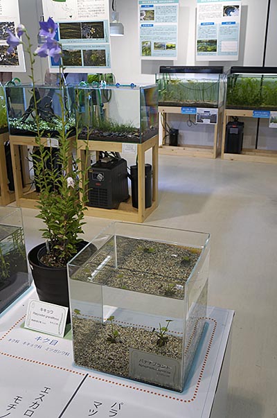 バナナプラントとキキョウが近いなかま