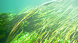 流れに生きる水草