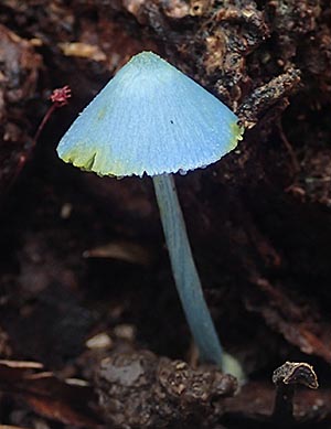 きのこ展ポスター