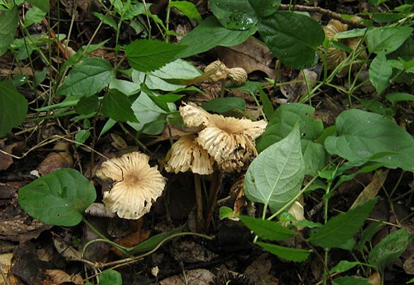 オオホウライタケ