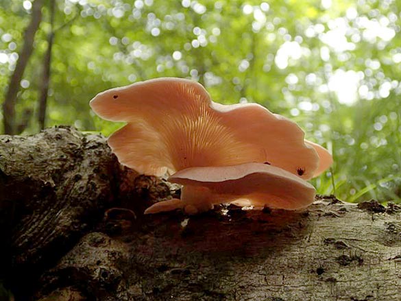 トキイロヒラタケ