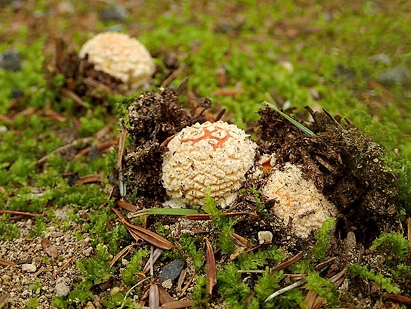 ベニテングタケ