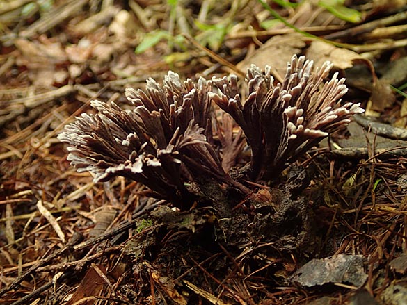 イボタケの仲間