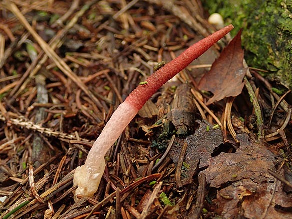 キツネノエフデ