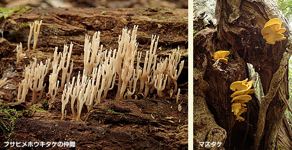 ヒメホウキタケの仲間と大きなマスタケ