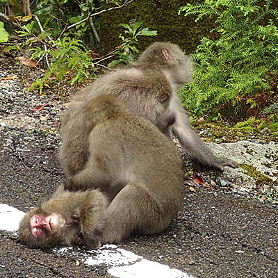 屋久島のサル