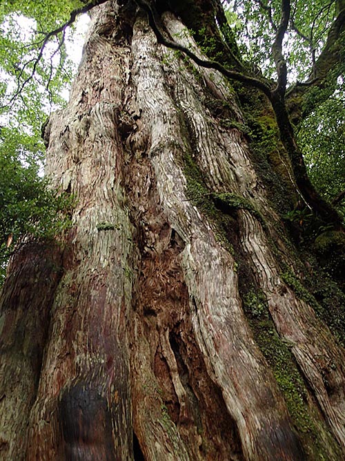 屋久島の紀元杉