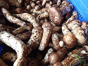 ブータン産マツタケ