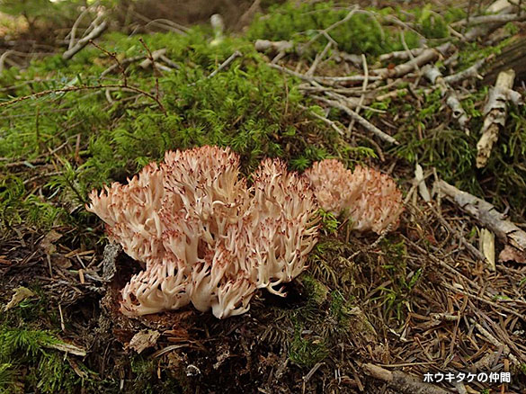ホウキタケの仲間