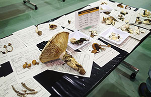 早朝、全員が集合