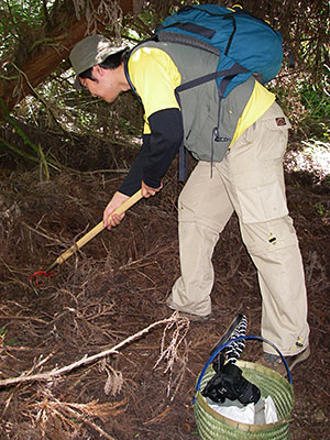 きのこ採集風景（2012年）