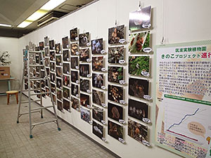 きのこの多様性写真展