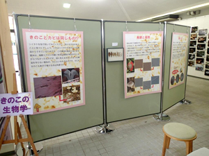 野生きのこ展示コーナー