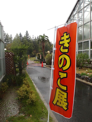 きのこ展のぼり
