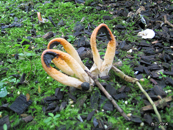 カニノツメ