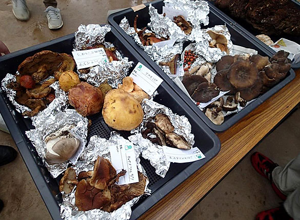 持ち込まれたきのこたち