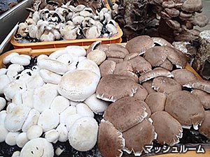 ひしめきあうマッシュルーム