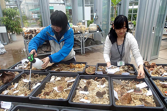 コケを湿らすスタッフたち