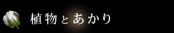 植物とあかり