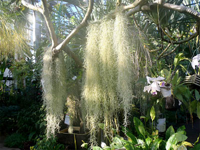 サルオガセモドキ