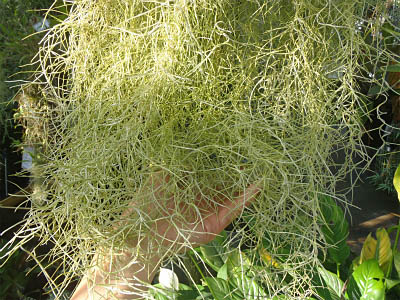 サルオガセモドキ