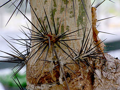桜キリンのとげ