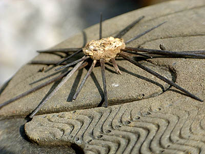 スニーカーの底に刺さった桜キリンのとげ