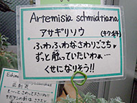 アサギリソウの説明板