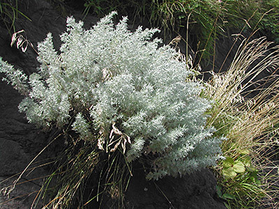 アサギリソウの生えているところ