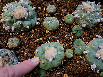 翠冠玉（すいかんぎょく）