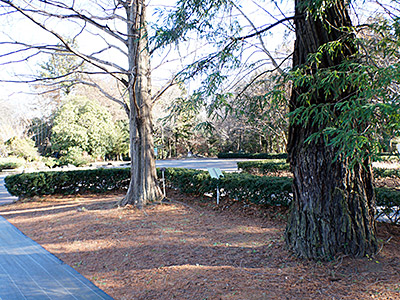 園内の木の幹もオススメ