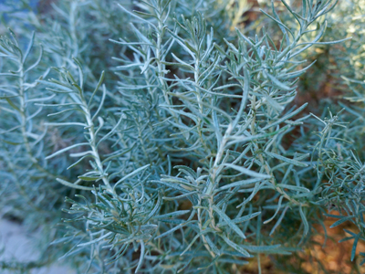 カレープラント