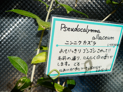 ニンニクカズラ