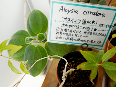 コウスイボク、レモンバーベナ