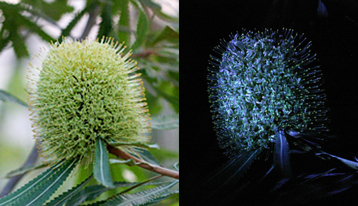 ウォールム・バンクシア