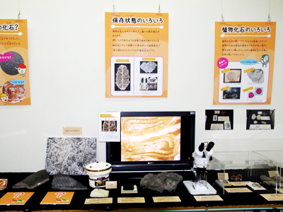 化石展示