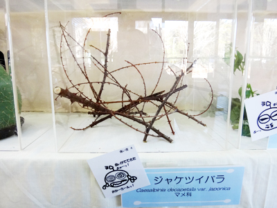 ジャケツイバラ