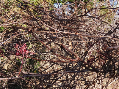 ジャケツイバラ