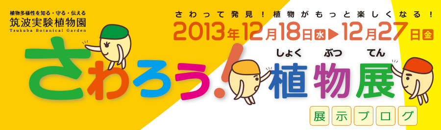 さわって発見！ 植物画もっと楽しくなる！｜オフィシャルブログ