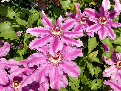 クレマチス‘キース・リチャードソン’