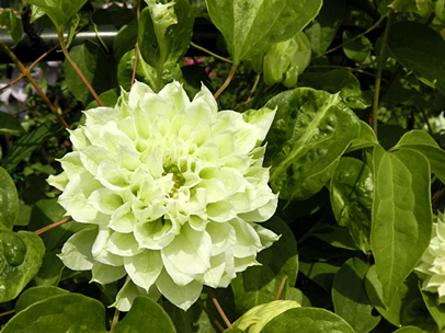 クレマチス‘ダッチェス・オブ・エジンバラ’