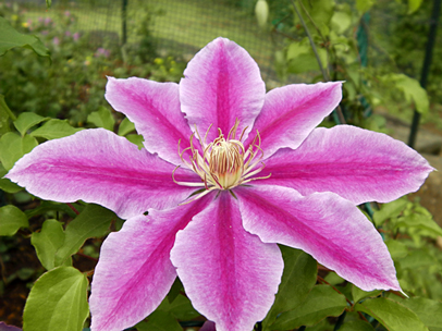 クレマチス‘ドクター・ラッペル’  