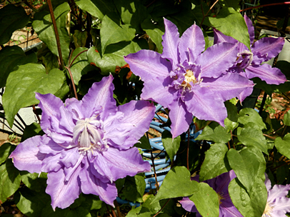 クレマチス‘ビビアン・ペンネル’ 