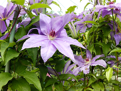 クレマチス‘ラザー・スタン’ 