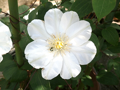 ガンジー・グリーム