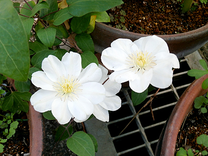 ガンジー・グリーム