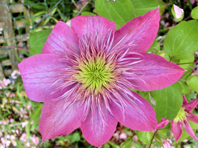 クレマチス’ダブル・レッド’