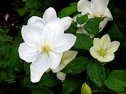 クレマチス‘ザ・ブライド’