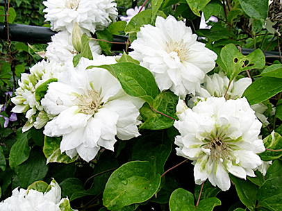 クレマチス‘ダッチェス・オブ・エジンバラ’